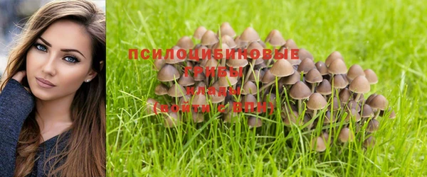 спиды Магас